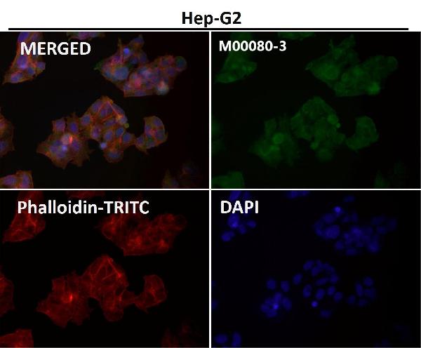 1 - Anti-Caspase-9 CASP9 Rabbit Monoclonal Antibody ABO13951