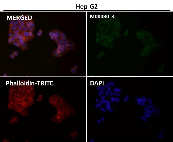 1 - Anti-Caspase-9 CASP9 Rabbit Monoclonal Antibody ABO13951