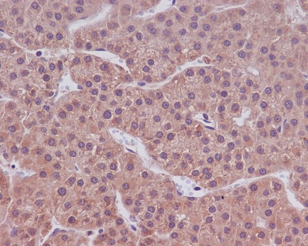 2 - Anti-Caspase-9 CASP9 Rabbit Monoclonal Antibody ABO13951