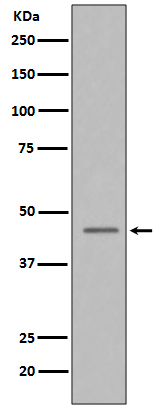 1 - Anti-Caspase-9 CASP9 Rabbit Monoclonal Antibody ABO13951