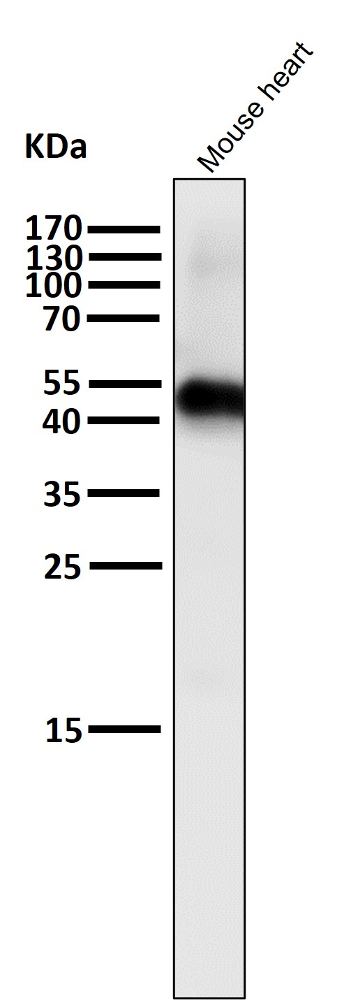 1 - Anti-Caspase-9 CASP9 Rabbit Monoclonal Antibody ABO13951