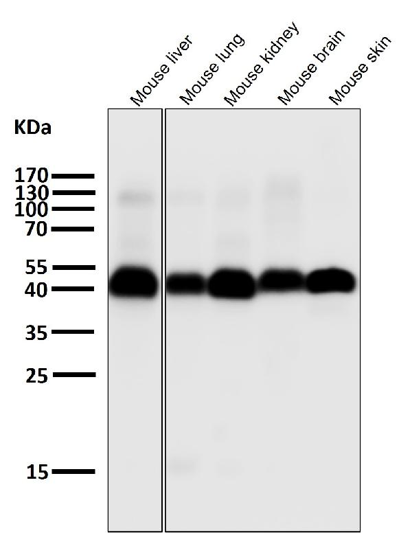 1 - Anti-Caspase-9 CASP9 Rabbit Monoclonal Antibody ABO13951