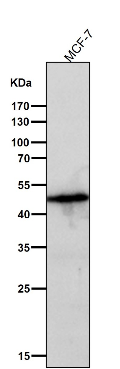 1 - Anti-Caspase-9 CASP9 Rabbit Monoclonal Antibody ABO13951