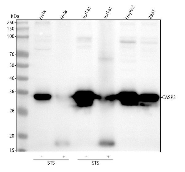 1 - Anti-Caspase-3 CASP3 Rabbit Monoclonal Antibody ABO13952