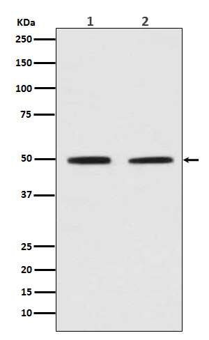 1 - Anti-Pygopus 2 Rabbit Monoclonal Antibody ABO13954