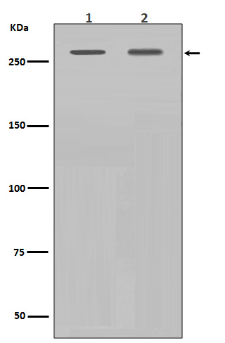 1 - Anti-Filamin A FLNA Rabbit Monoclonal Antibody ABO13955