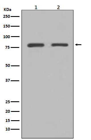 1 - Anti-GRP78 BiP HSPA5 Rabbit Monoclonal Antibody ABO13956