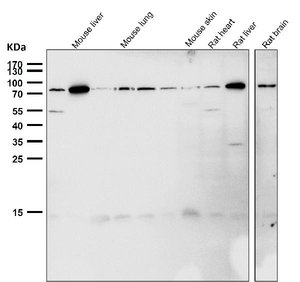 1 - Anti-GRP78 BiP HSPA5 Rabbit Monoclonal Antibody ABO13956