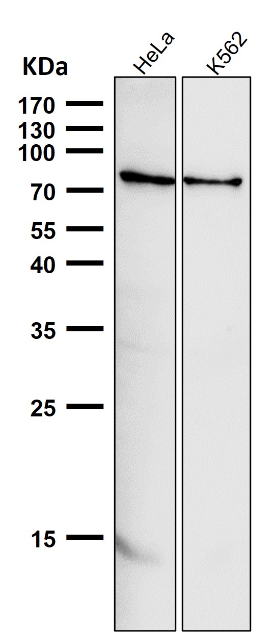 1 - Anti-GRP78 BiP HSPA5 Rabbit Monoclonal Antibody ABO13956