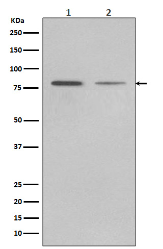 1 - Anti-GRP78 BiP HSPA5 Rabbit Monoclonal Antibody ABO13957