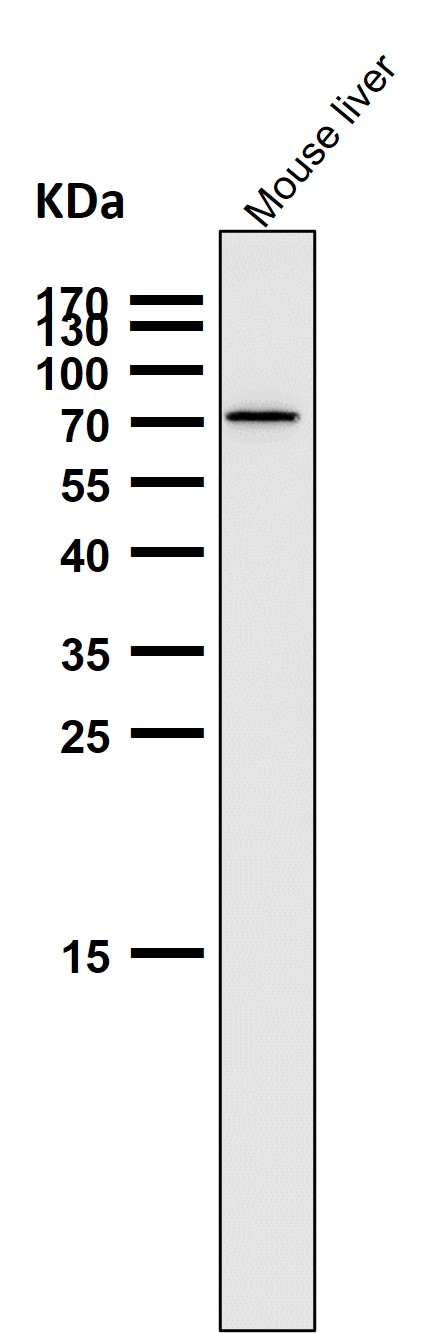 1 - Anti-GRP78 BiP HSPA5 Rabbit Monoclonal Antibody ABO13957