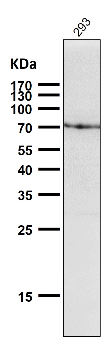 1 - Anti-GRP78 BiP HSPA5 Rabbit Monoclonal Antibody ABO13957