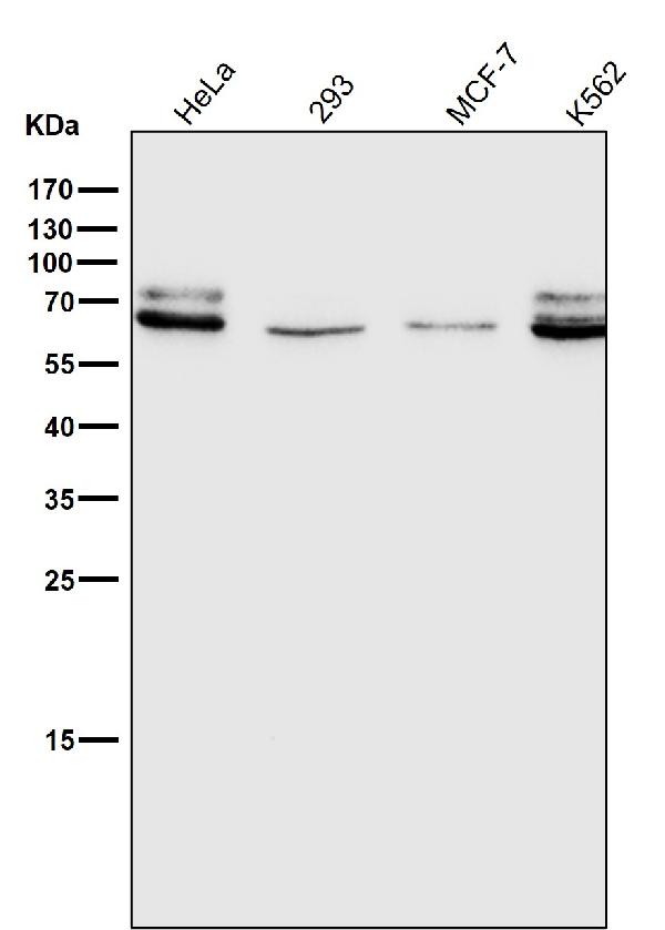 1 - Anti-Lamin A/C LMNA Rabbit Monoclonal Antibody ABO13959