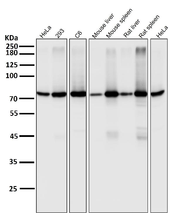 1 - Anti-PKC alpha PRKCA Rabbit Monoclonal Antibody ABO13963