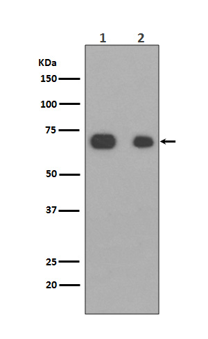 1 - Anti-Caldesmon CALD1 Rabbit Monoclonal Antibody ABO13964