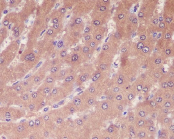 2 - Anti-Caspase-1 CASP1 Rabbit Monoclonal Antibody ABO13967