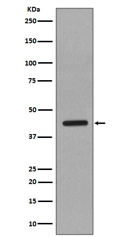 1 - Anti-Caspase-1 CASP1 Rabbit Monoclonal Antibody ABO13967