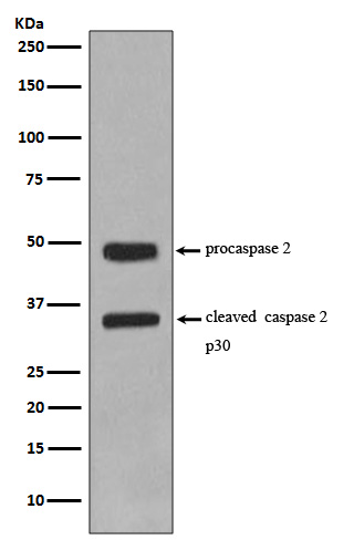 1 - Anti-Caspase-2 CASP2 Rabbit Monoclonal Antibody ABO13969