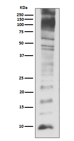 1 - Anti-Ubiquitin UBB Rabbit Monoclonal Antibody ABO13972