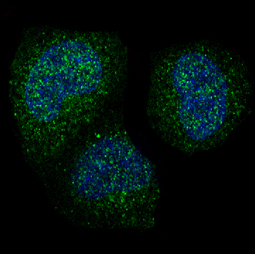 3 - Anti-Cyclin B1 CCNB1 Rabbit Monoclonal Antibody ABO13973