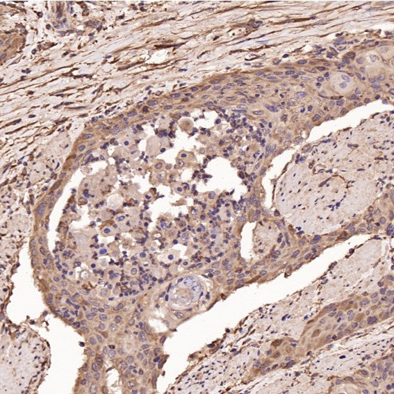 2 - Anti-Cyclin B1 CCNB1 Rabbit Monoclonal Antibody ABO13973