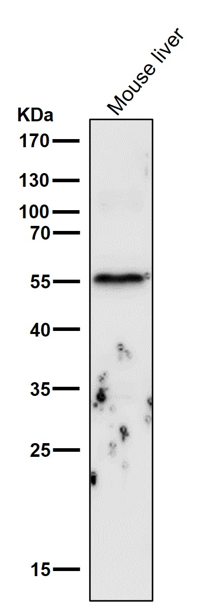 1 - Anti-Cyclin B1 CCNB1 Rabbit Monoclonal Antibody ABO13973