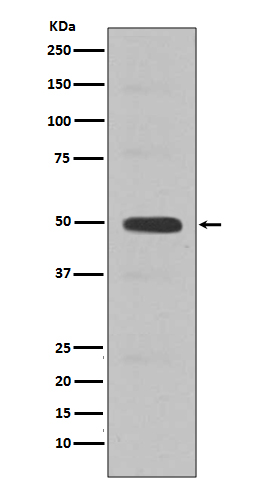 1 - Anti-Cyclin E2 CCNE2 Rabbit Monoclonal Antibody ABO13974