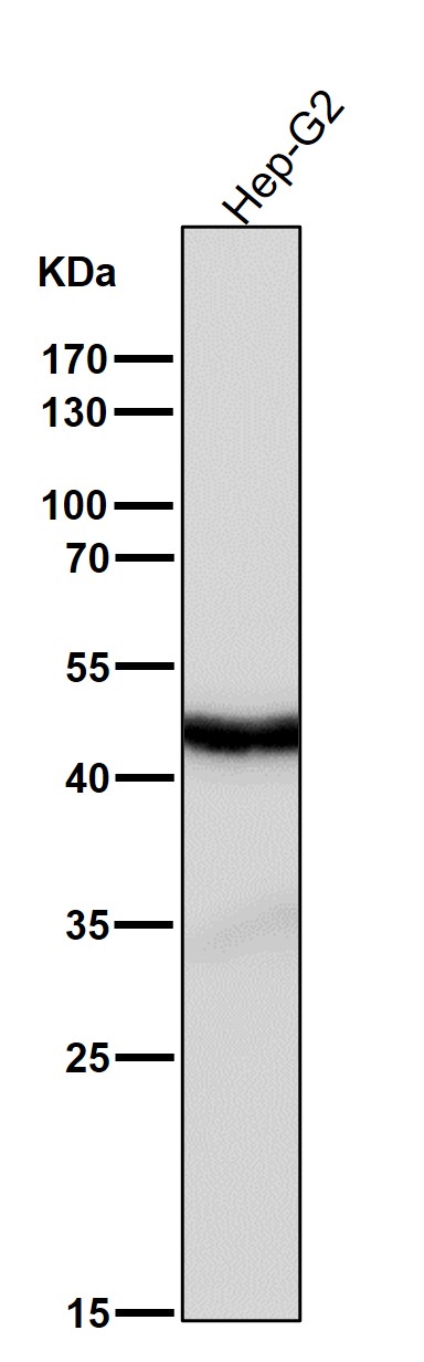 1 - Anti-Cyclin E2 CCNE2 Rabbit Monoclonal Antibody ABO13974
