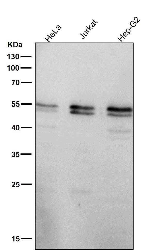 1 - Anti-Caspase-8 CASP8 Rabbit Monoclonal Antibody ABO13976