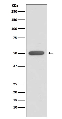 1 - Anti-ERR alpha Rabbit Monoclonal Antibody ABO13979