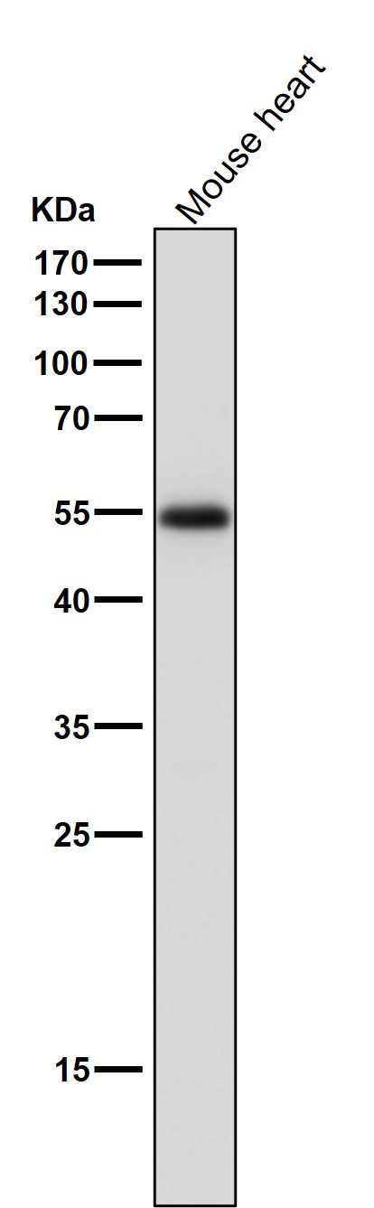 1 - Anti-ERR alpha Rabbit Monoclonal Antibody ABO13979