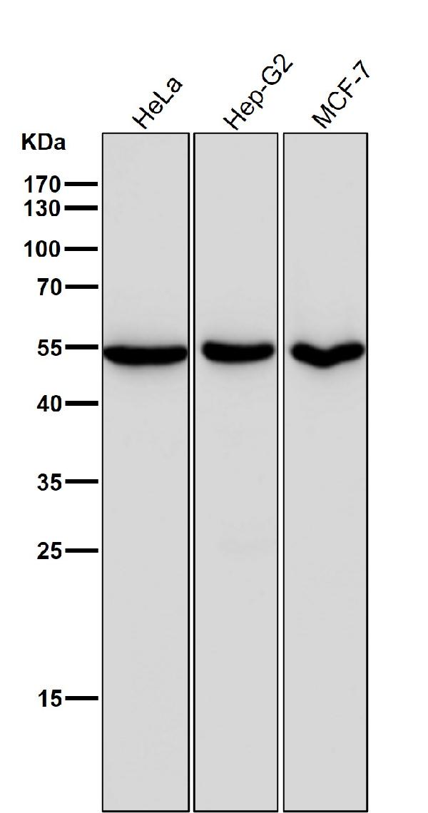 1 - Anti-ERR alpha Rabbit Monoclonal Antibody ABO13979