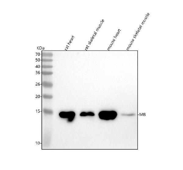 1 - Anti-Myoglobin MB Rabbit Monoclonal Antibody ABO13980