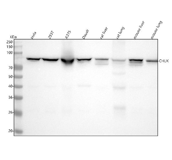 1 - Anti-IKK alpha CHUK Rabbit Monoclonal Antibody ABO13982