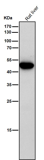 1 - Anti-Caspase 5 CASP5 Rabbit Monoclonal Antibody ABO13983