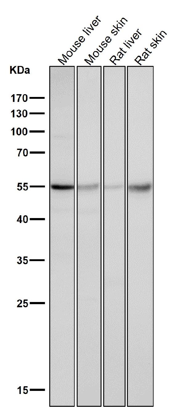 1 - Anti-Caspase-8 CASP8 Rabbit Monoclonal Antibody ABO13984