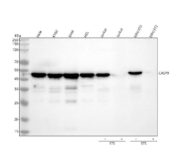 1 - Anti-Caspase-9 CASP9 Rabbit Monoclonal Antibody ABO13986