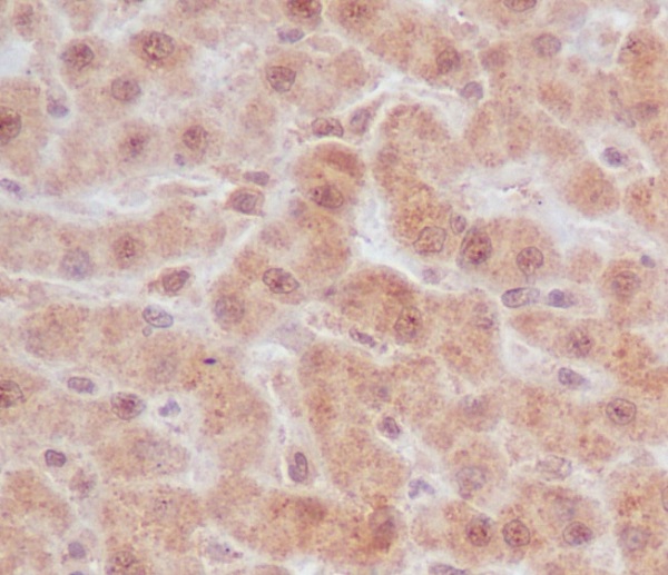 2 - Anti-Caspase-9 CASP9 Rabbit Monoclonal Antibody ABO13986