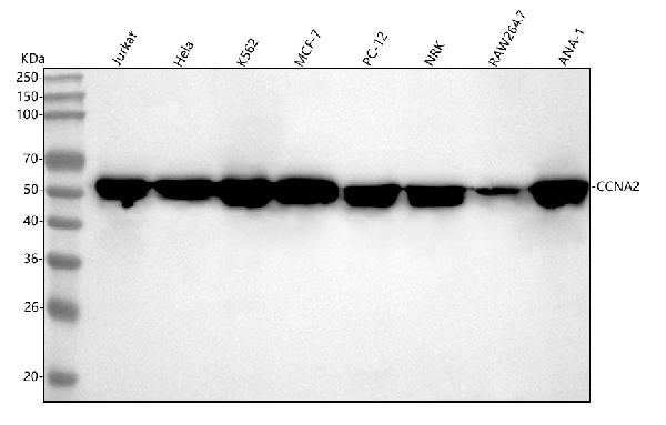 1 - Anti-Cyclin A2 Rabbit Monoclonal Antibody ABO13991
