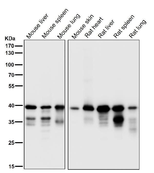 1 - Anti-MEK3/MEK6 MAP2K3 Rabbit Monoclonal Antibody ABO13994
