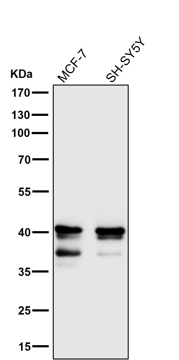 1 - Anti-MEK3/MEK6 MAP2K3 Rabbit Monoclonal Antibody ABO13994