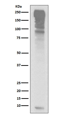 1 - Anti-Ubiquitin UBB Rabbit Monoclonal Antibody ABO13995