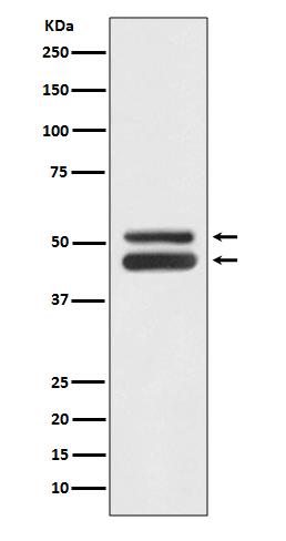1 - Anti-JNK1/JNK3 MAPK8 Rabbit Monoclonal Antibody ABO13996