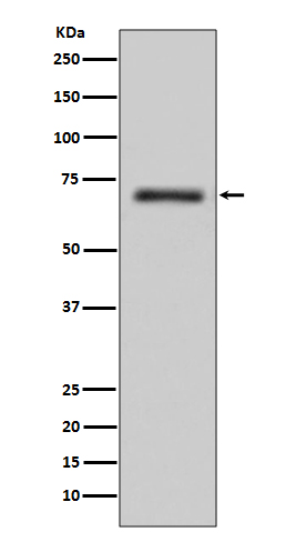 1 - Anti-FUS / TLS Rabbit Monoclonal Antibody ABO13997