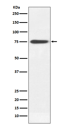 1 - Anti-Human IgM IGHM Rabbit Monoclonal Antibody ABO13999