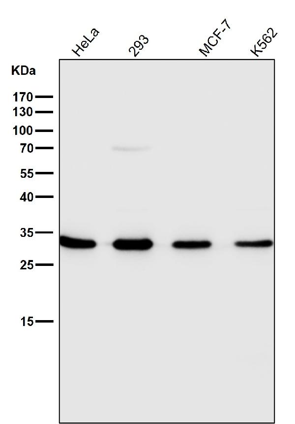 1 - Anti-Annexin V ANXA5 Rabbit Monoclonal Antibody ABO14002