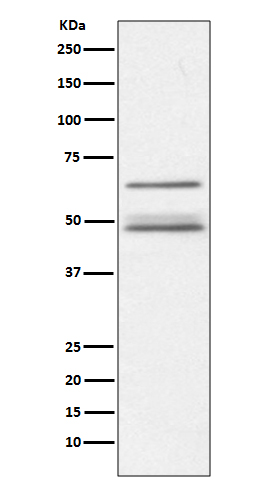 1 - Anti-IKK gamma IKBKG Rabbit Monoclonal Antibody ABO14007