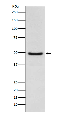 1 - Anti-LXR alpha NR1H3 Rabbit Monoclonal Antibody ABO14009