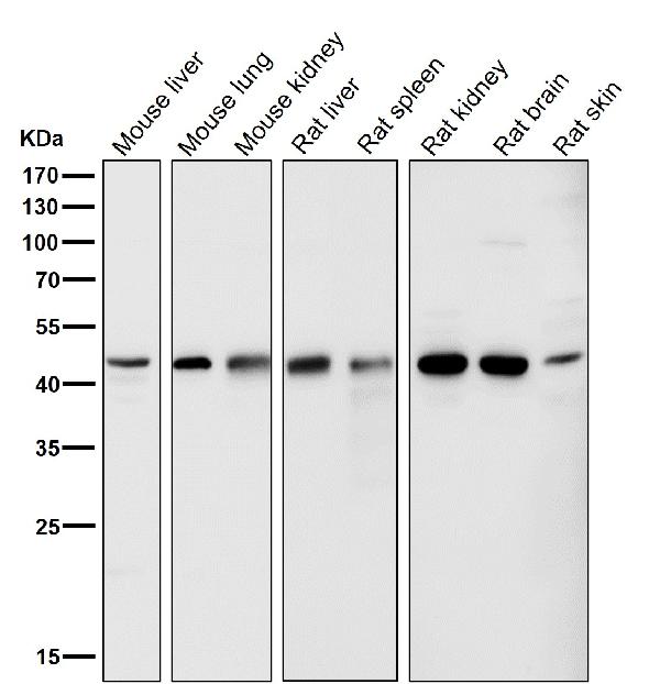 1 - Anti-LXR alpha NR1H3 Rabbit Monoclonal Antibody ABO14009