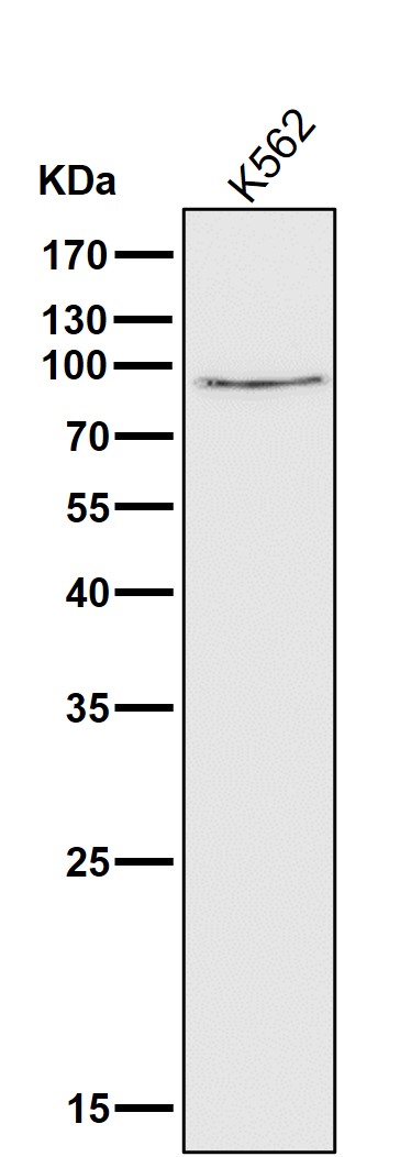 1 - Anti-Calpain 1 CAPN1 Rabbit Monoclonal Antibody ABO14011